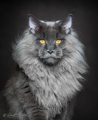 A Maine Coon