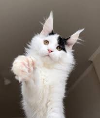 Adopt A Maine Coon Near Me