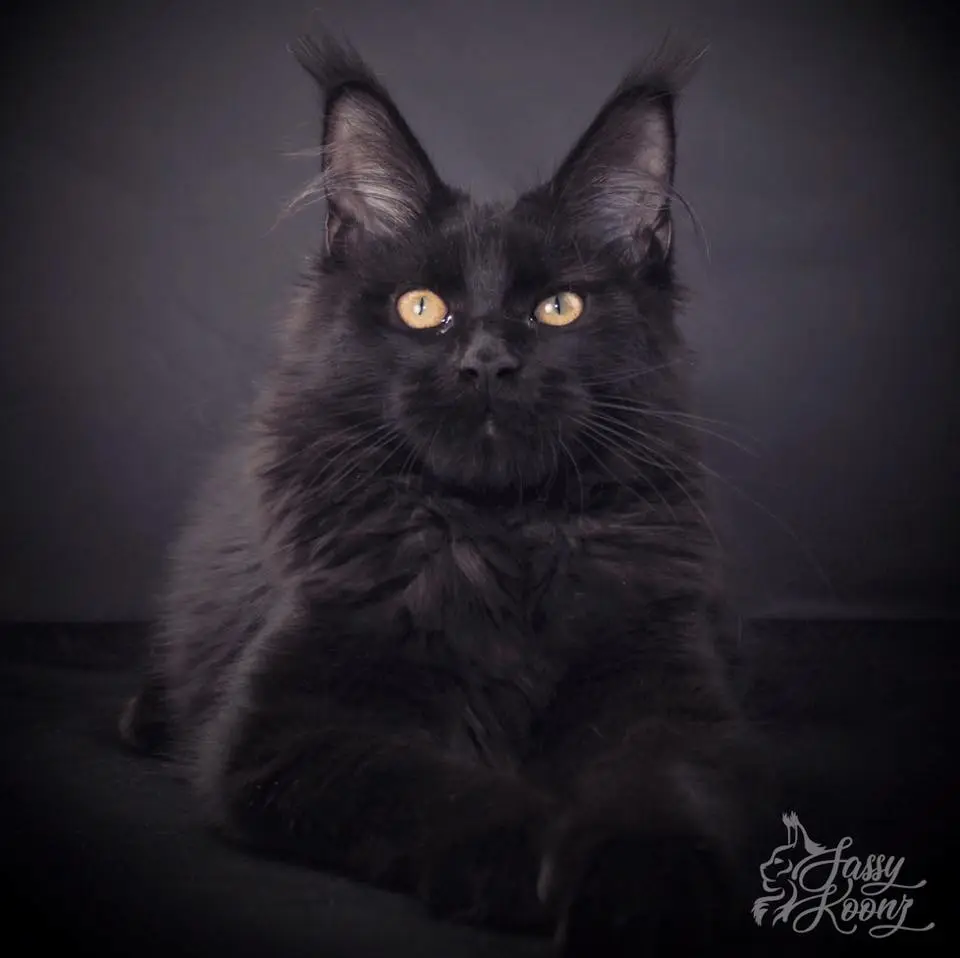 All Black Maine Coon Cat