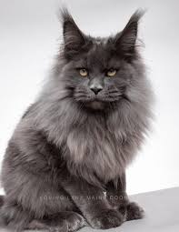 American Maine Coon Kittens For Sale