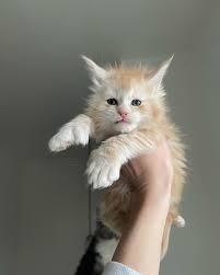 Baby Maine Coon