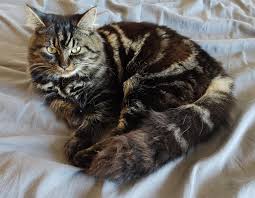 Bengal Maine Coon Cat Mix