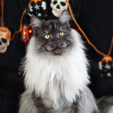 Black Maine Coon Cat For Sale