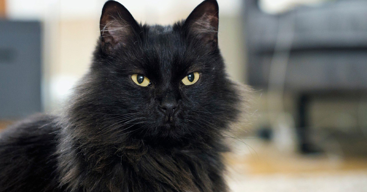 Black Maine Coon Cats