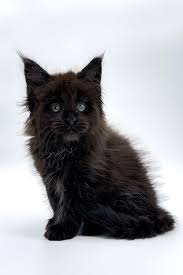 Black Maine Coon For Sale