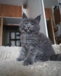 Blue Maine Coons