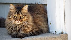 Brown Tabby Maine Coon Cat