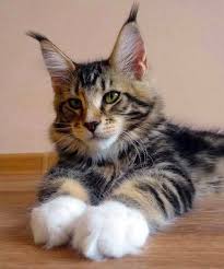 Buy A Maine Coon Cat