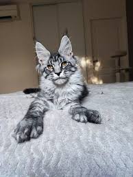 Buy Maine Coon Cat