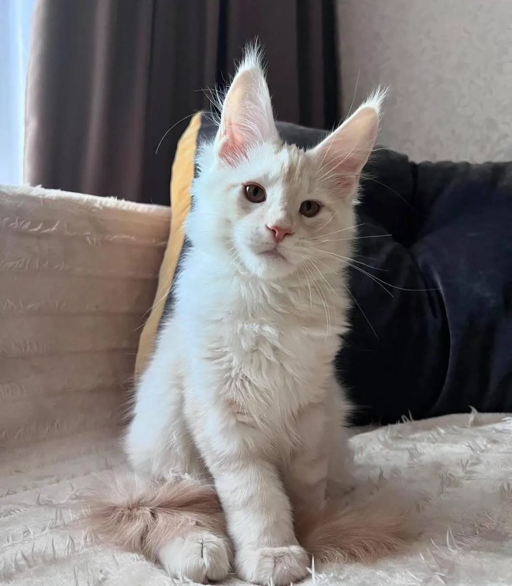 Buy Maine Coon Kittens