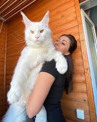 Cat Maine Coon