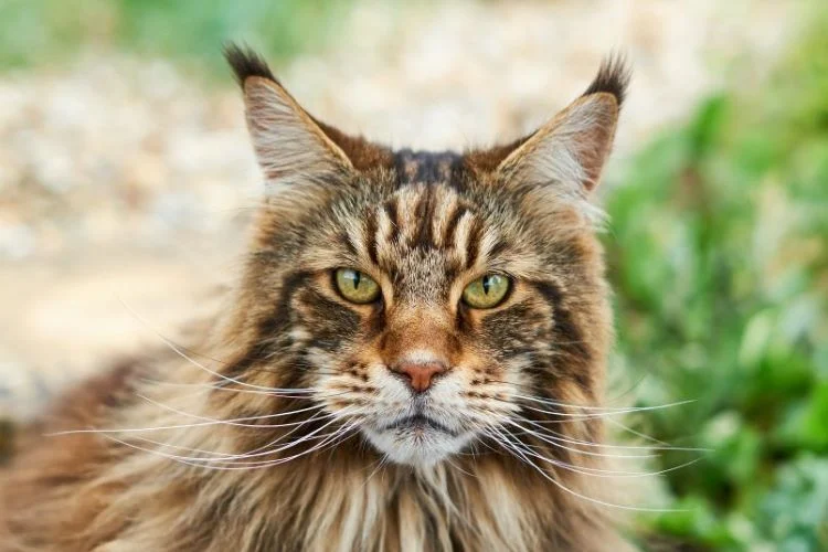 Facts About Maine Coon Cats
