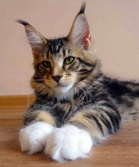 For Sale Maine Coon