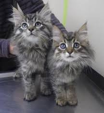 Free Maine Coon Kittens For Adoption