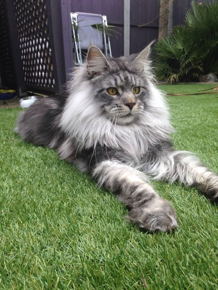 Free Maine Coon Kittens Near Me