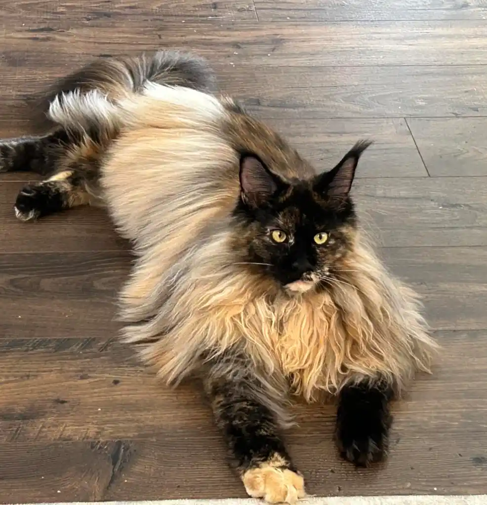 Full Grown Maine Coon Cat