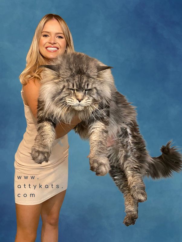 Giant Maine Coon Cats For Sale