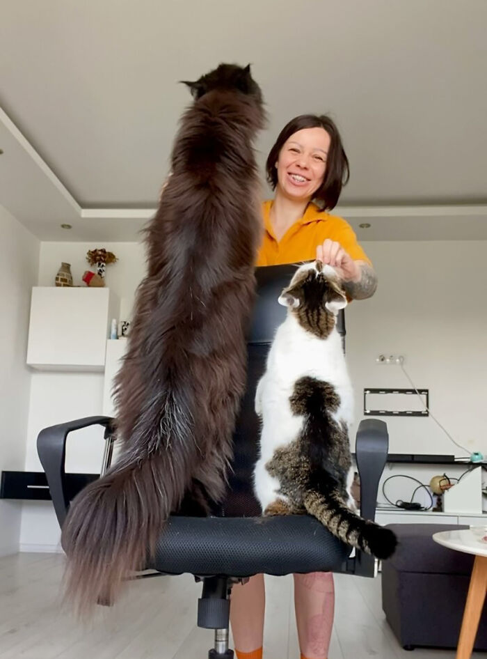 Giant Maine Coon Cats