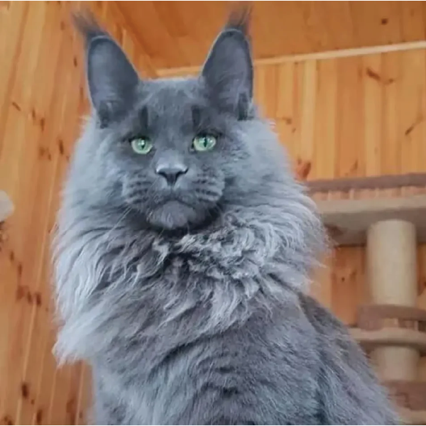 Giant Maine Coon Kittens For Sale Near Me