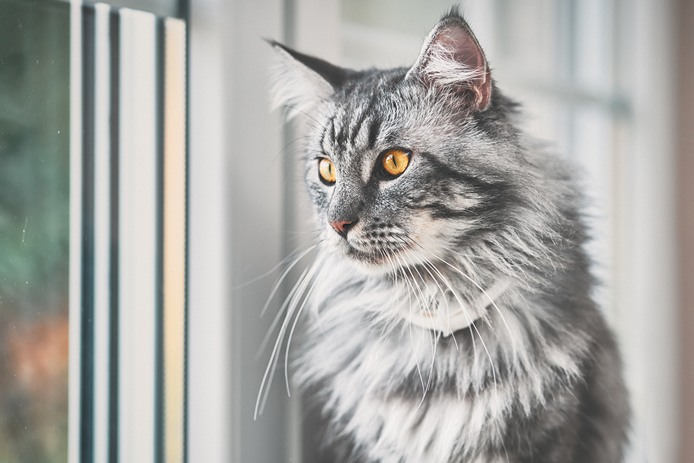 Gray Maine Coon Cat
