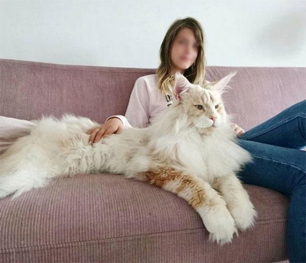 Huge Maine Coon