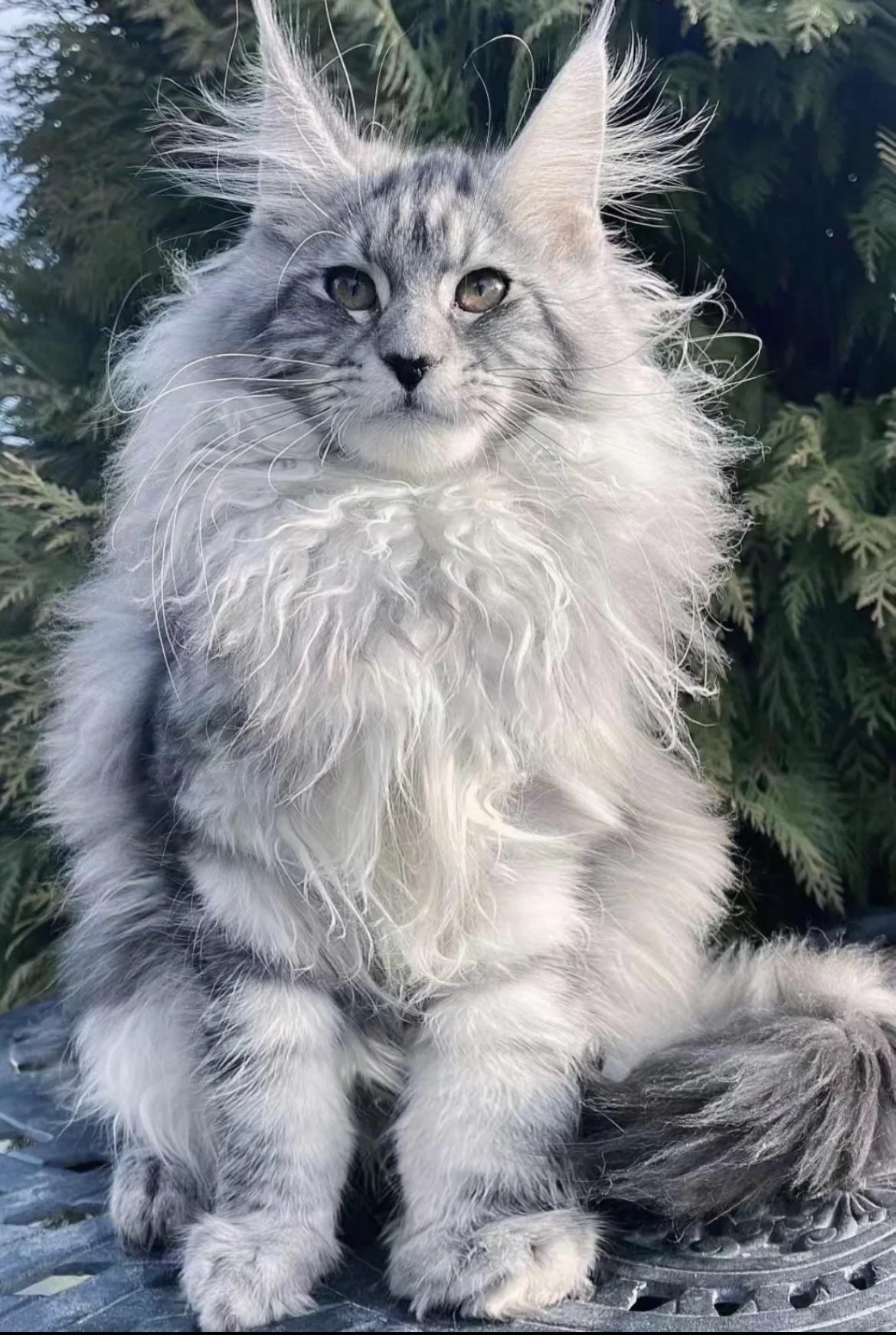 Image Of A Maine Coon Cat