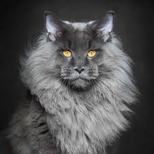 Images Of A Maine Coon