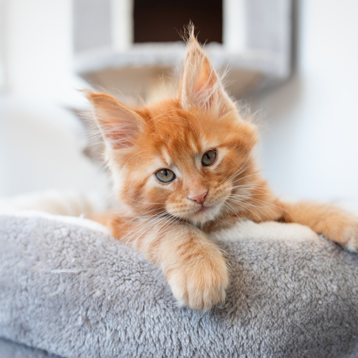 Kitten Maine Coon