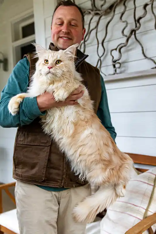 Main Coon Cat