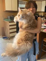 Main Coon Cats For Sale