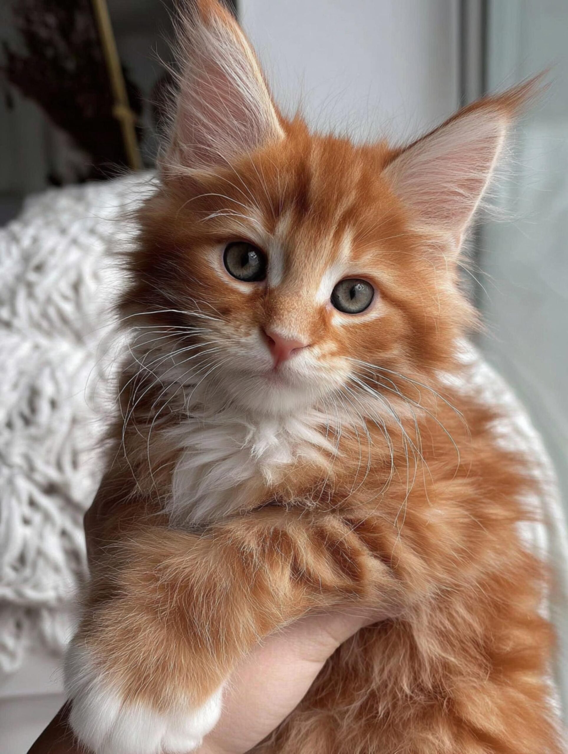 Main Coon Cats