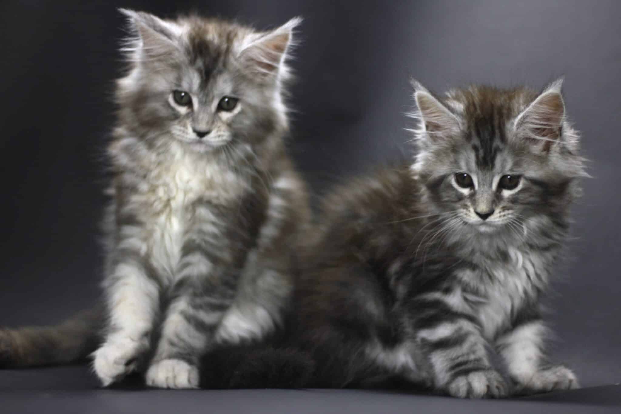 Main Coon Kitten