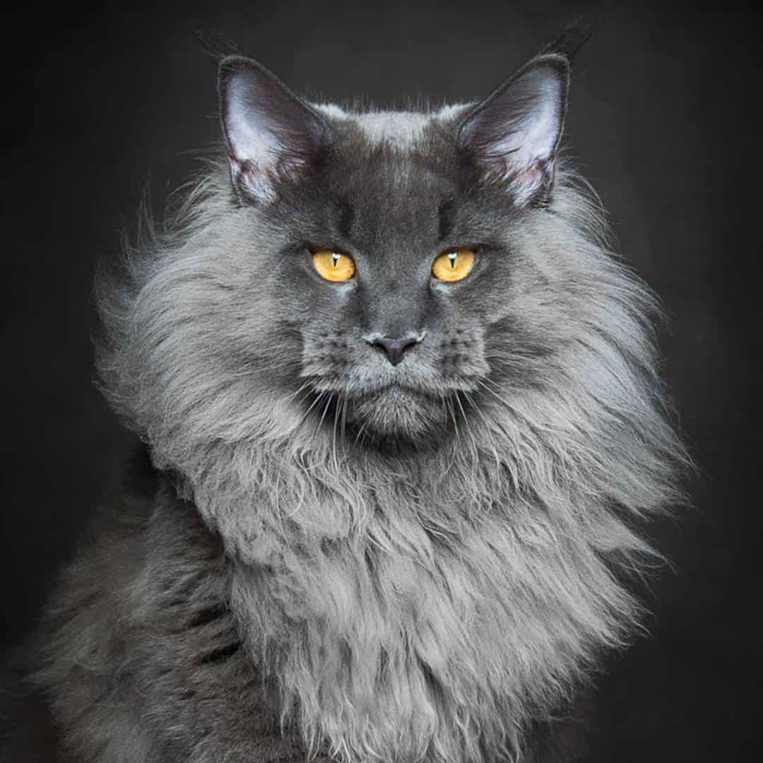 Main Coon