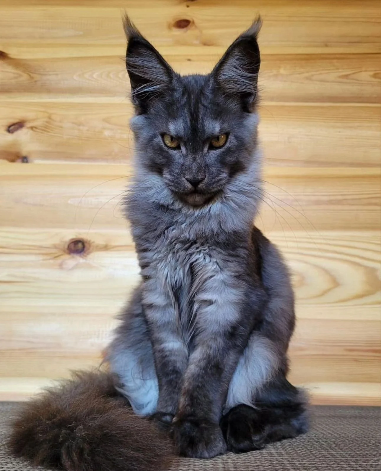 Main Coone Kittens For Sale
