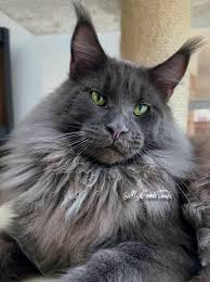 Maine Con Cats For Sale In Texas