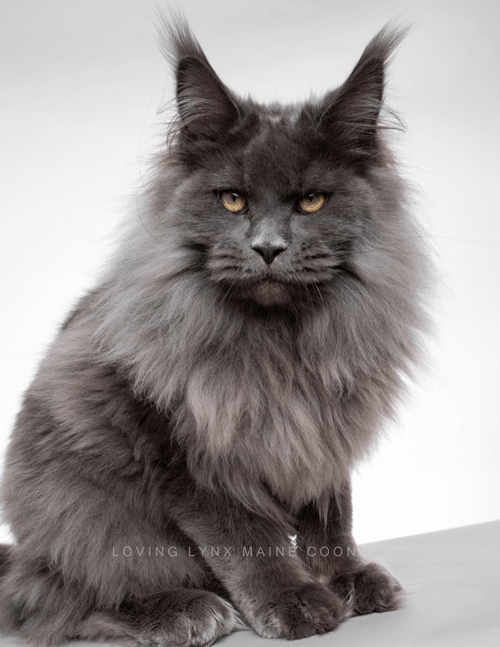 Maine Coon Breeder Near Me