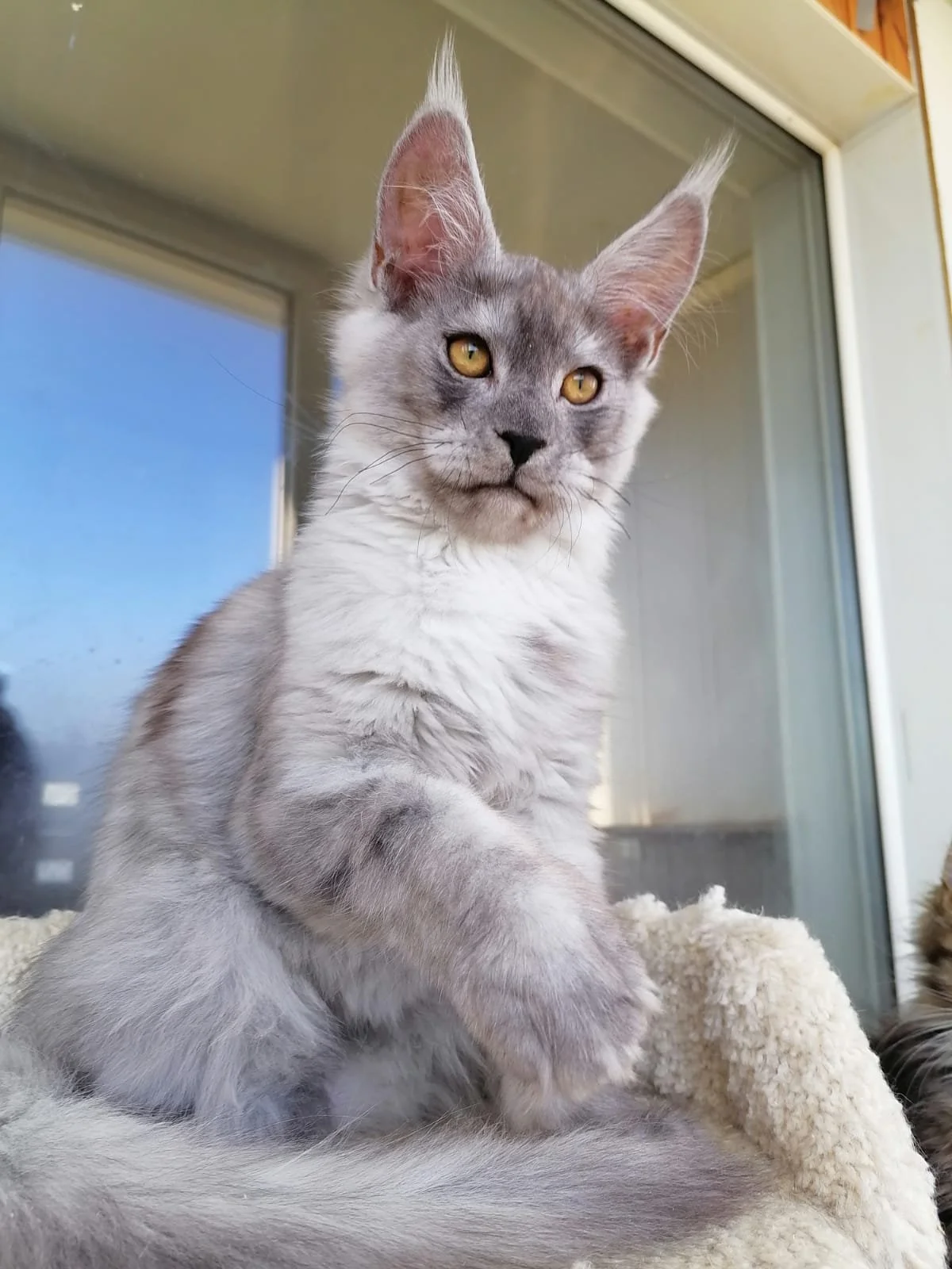 Maine Coon Cat For Adoption Near Me