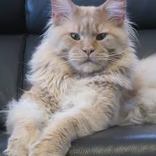 Maine Coon Cat For Sale Near Me