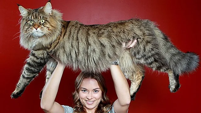Maine Coon Cat Full Grown