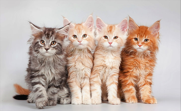 Maine Coon Cat Kitten
