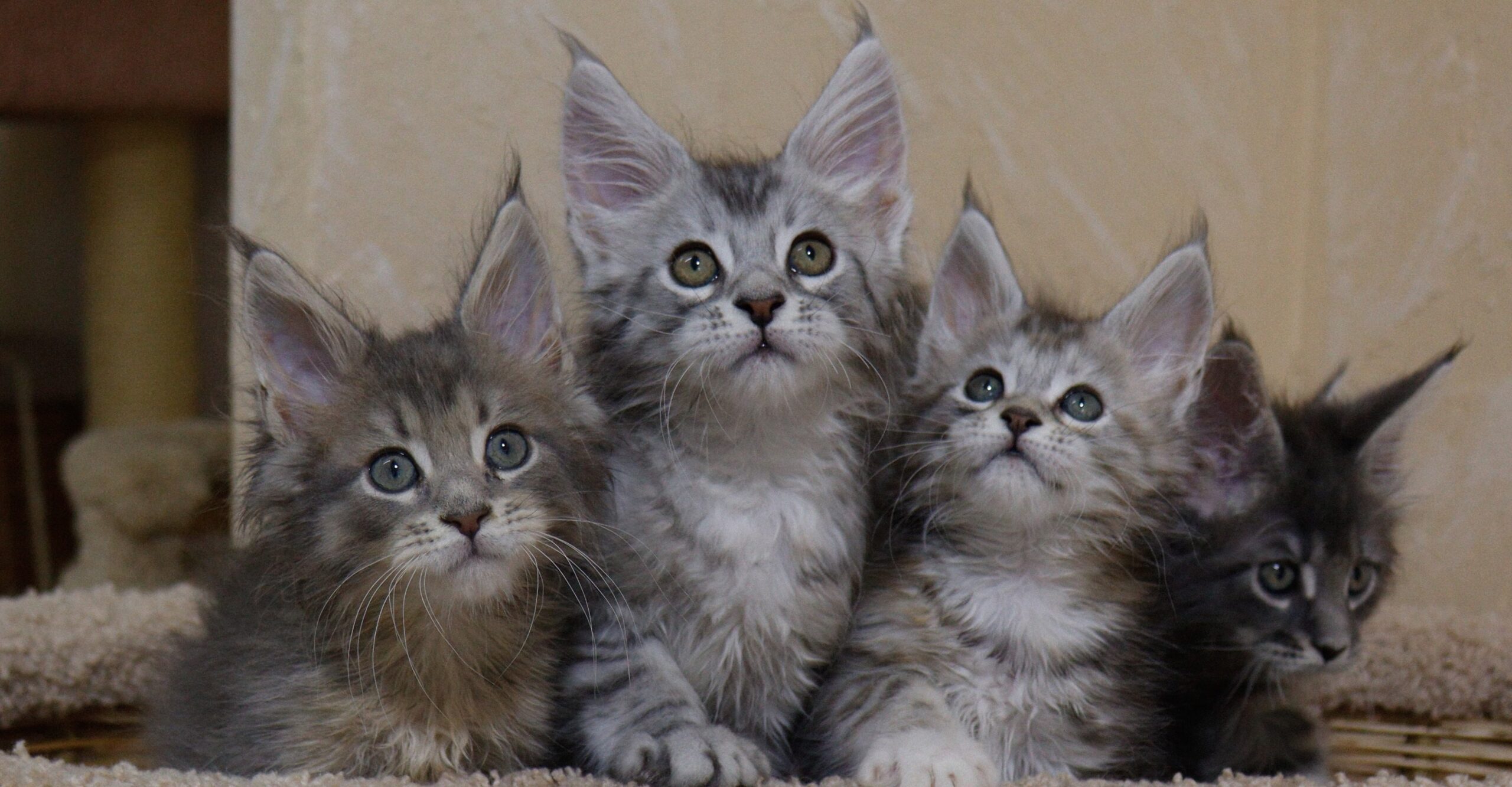Maine Coon Cat Kittens For Sale Near Me