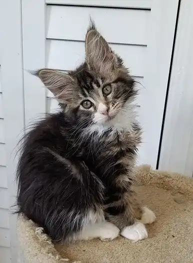 Maine Coon Cat Kittens For Sale