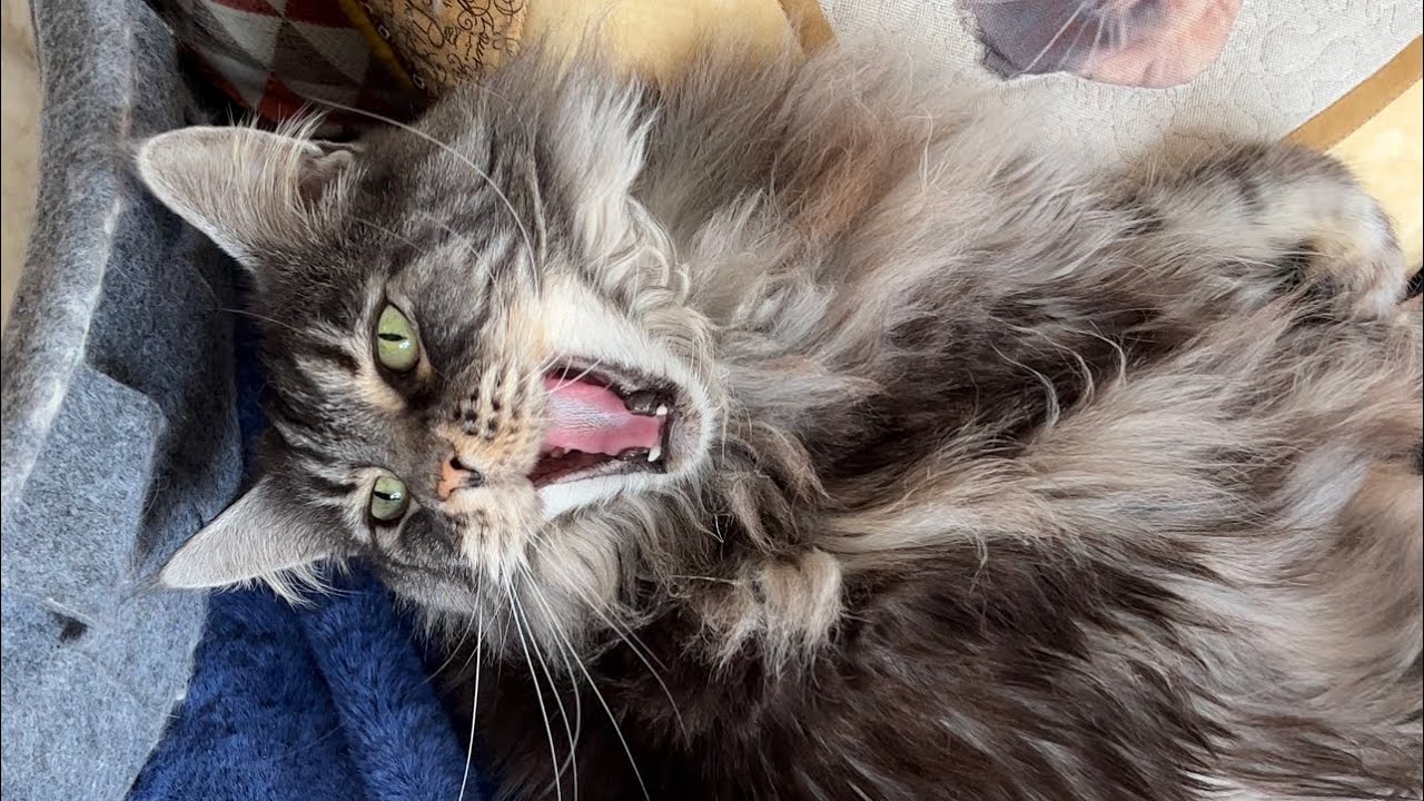 Maine Coon Cat Meow