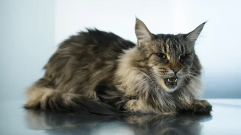 Maine Coon Cat Meowing