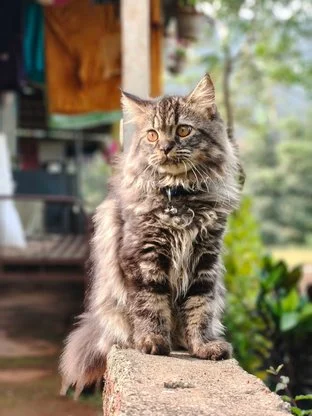 Maine Coon Cat Near Me
