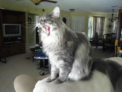 Maine Coon Cat Sounds