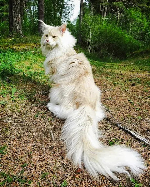 Maine Coon Cat Tail