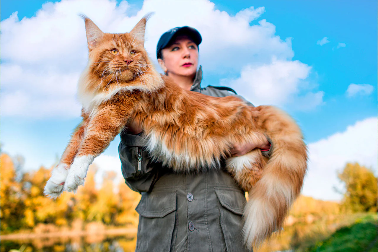 Maine Coon Cat’