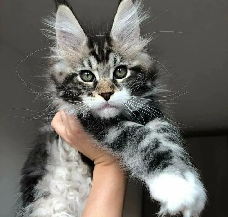 Maine Coon Cats And Kittens