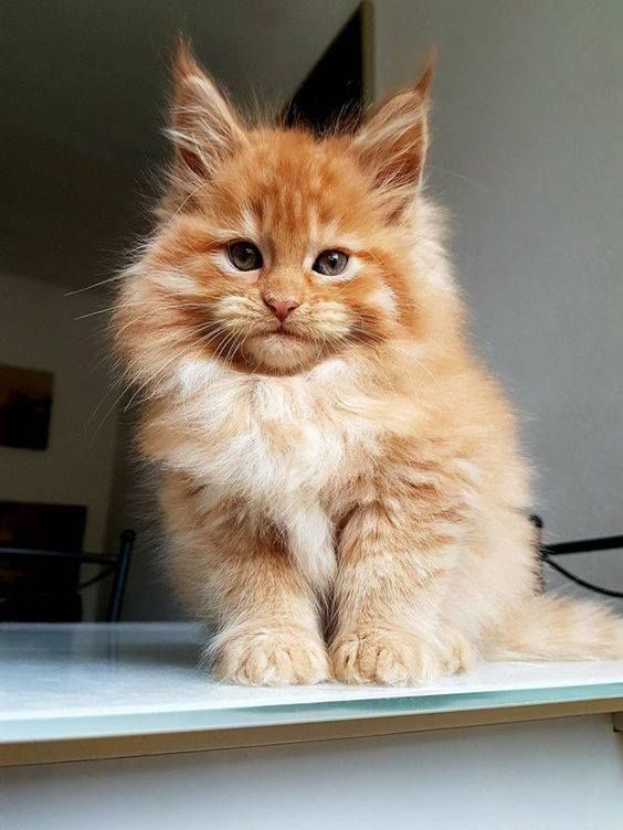Maine Coon Cats For Sale In Maine